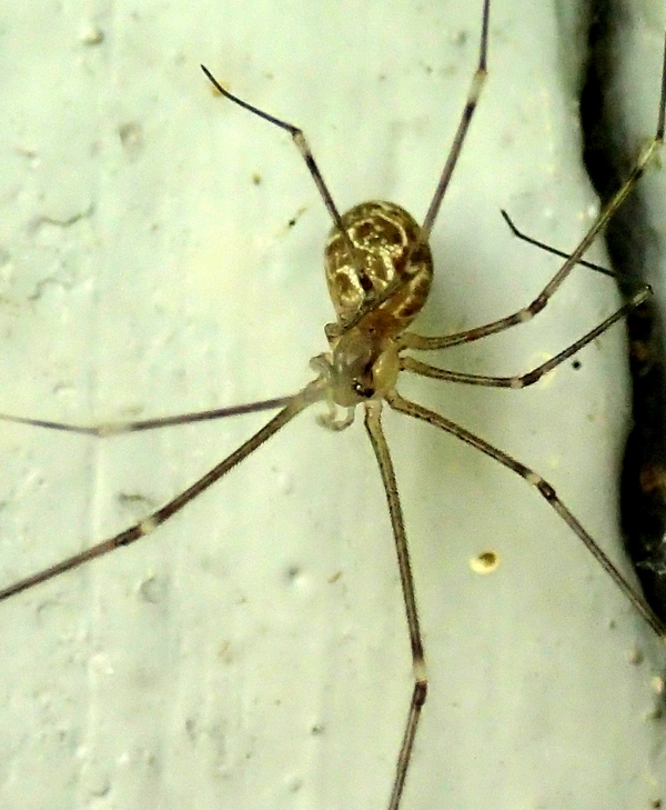 Pholcus phalangioides; Holocnemus pluchei - Treviso (TV)